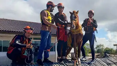 В Бразилии спасли лошадь, которая простояла на крыше дома пару дней