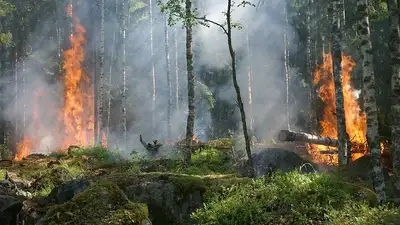 Около 160 тысяч гектаров леса горит в Якутии