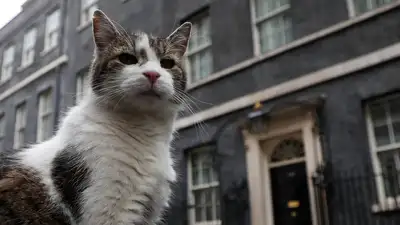 Знаменитый кот Ларри сообщил, кто стал главным в Британии после ухода Риши Сунака