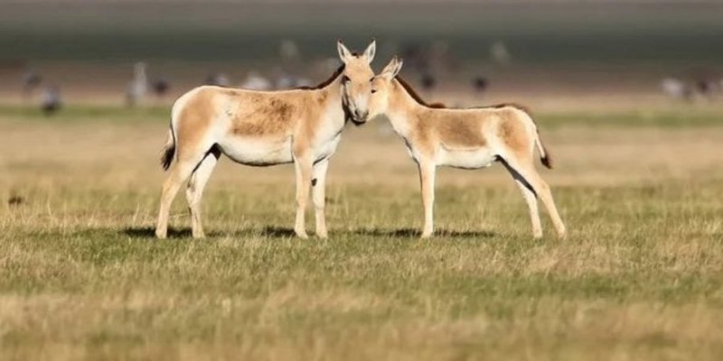 Приклад для всього світу. Як українські екологи відновлюють знищену війною природу