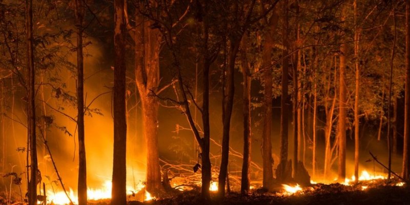 ШІ - друг природи. Датчики на базі штучного інтелекту дають змогу виявити пожежу в лісі за лічені хвилини